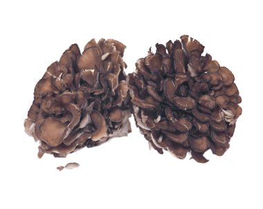 Organik Matsutake bağışıklık artırılması tıbbi mantar