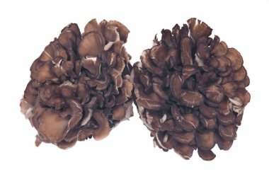 Organik Matsutake bağışıklık artırılması tıbbi mantar