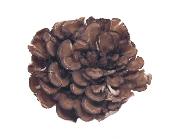 Maitake biologico immunitario migliorando fungo medicinale — Foto Stock