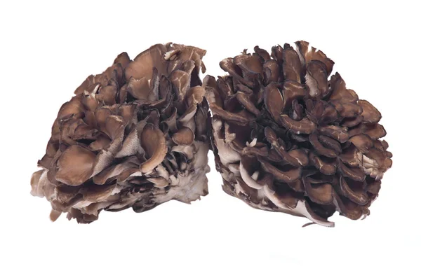 Organik Matsutake bağışıklık artırılması tıbbi mantar