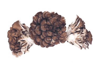 Organik Matsutake bağışıklık artırılması tıbbi mantar