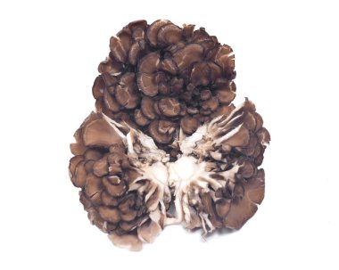 Organik Matsutake bağışıklık artırılması tıbbi mantar