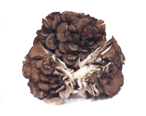 Organic maitake immune enhancing medicinal mushroom — Stock Photo, Image