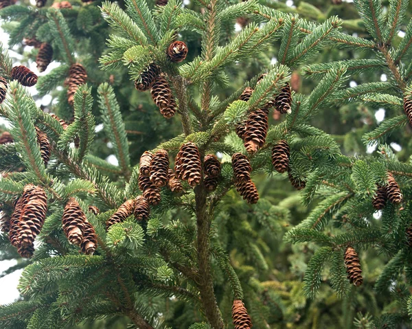 Green prickly branches with cones of pine — Stock Photo, Image