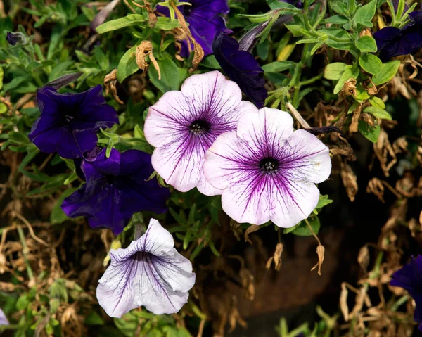 Petunia onda púrpura en el jardín — Foto de Stock