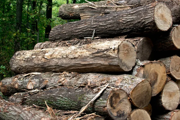 Pila, tronchi di legno — Foto Stock