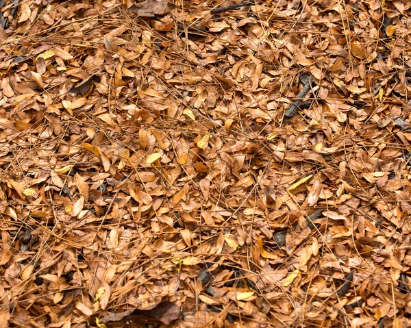 Brown fall's leaves — Stock Photo, Image