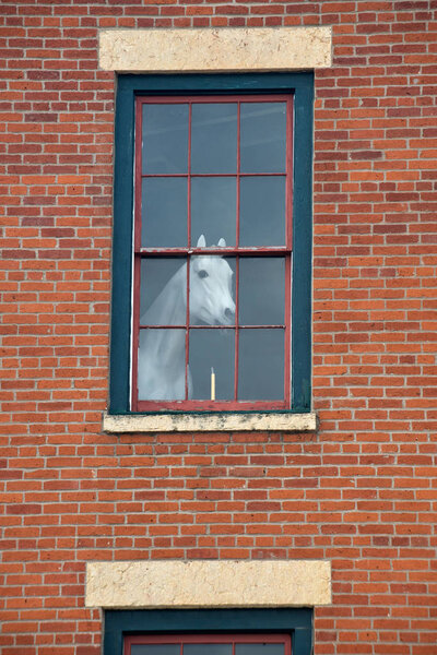White horse mannequin in the window