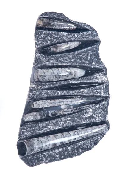 Enorma orthoceras fossila skulptur i svart marmor — Stockfoto