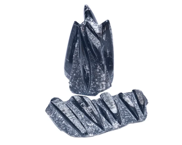 Escultura fósil enorme orthoceras en mármol negro — Foto de Stock