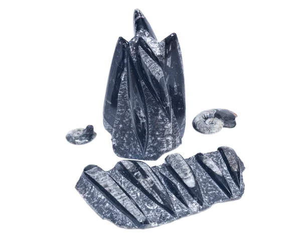 Kolekce Ammonitský a obrovské orthoceras fosilní sochařství v černém mramor — Stock fotografie