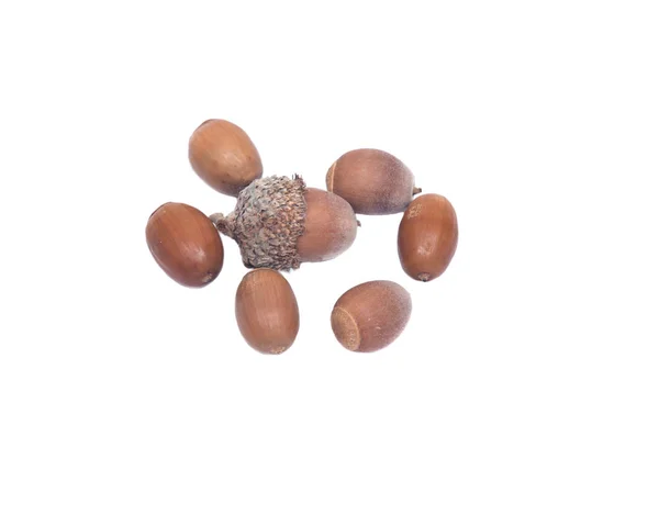 Podzimní suché dubové acorn ořechy — Stock fotografie