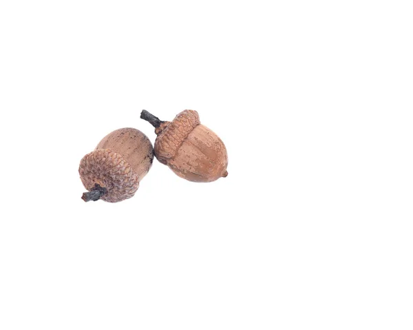 Осенние сухие дубовые орехи — стоковое фото