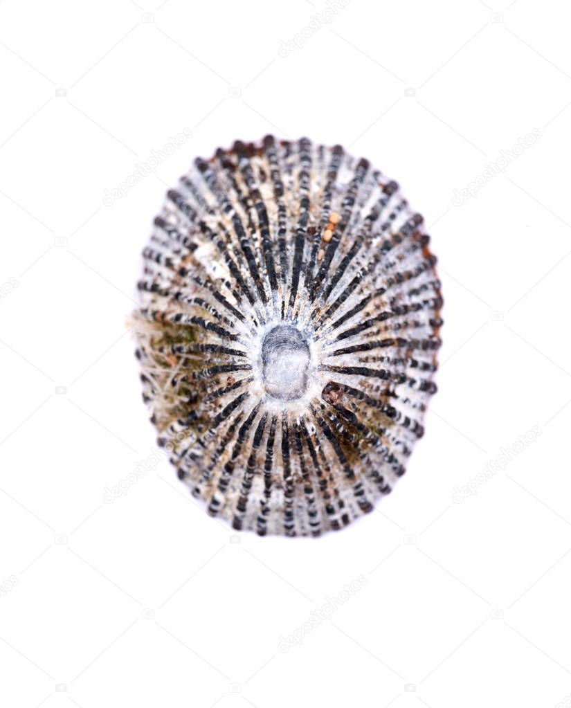 Cayenne Keyhole Limpet from Kauai beach in Hawaii, isolated on white background
