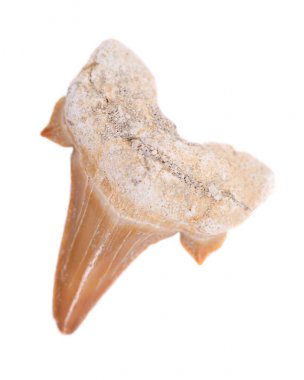 Authentic fossilized prehistoric shark tooth from Morocco isolated on white background clipart