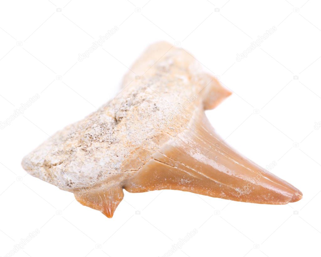 Authentic fossilized prehistoric shark tooth from Morocco isolated on white background