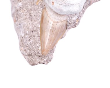 Victoria beyaz arka plan üzerinde izole Avustralya'da Miyosen kireçtaşından bir parça içinde gömülü fosil köpekbalığı diş