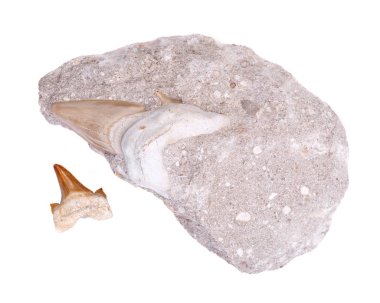 Fosil köpekbalığı dişi bir parça Victoria Avustralya'da Miyosen kireçtaşı ve otantik fosilleşmiş prehistorik köpekbalığı diş beyaz arka plan üzerinde izole Fas'tan gömülü