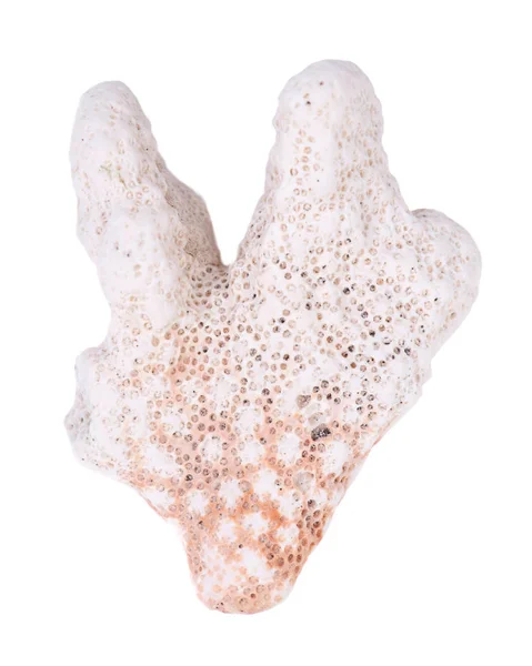 Piękny Biały Koralowców Oddziału Plaży Puako Hawaje Białym Tle Białym — Zdjęcie stockowe