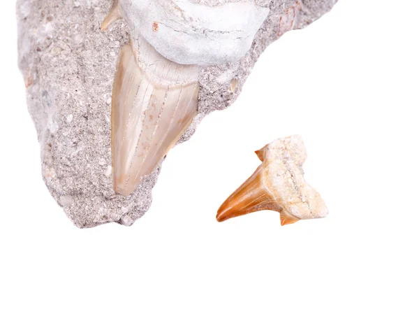 Ząb Rekina Kopalnych Osadzone Kawałek Wapieni Mioceńskich Victoria Australii Autentyczny — Zdjęcie stockowe