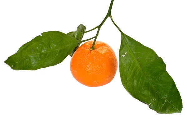 Fruta Fresca Mandarina Orgánica Con Hojas Verdes Aisladas Sobre Fondo — Foto de Stock