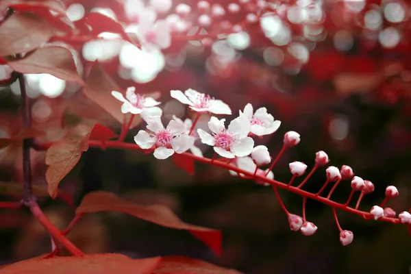 Zweig blüht mit roten Blättern im Frühling — Stockfoto