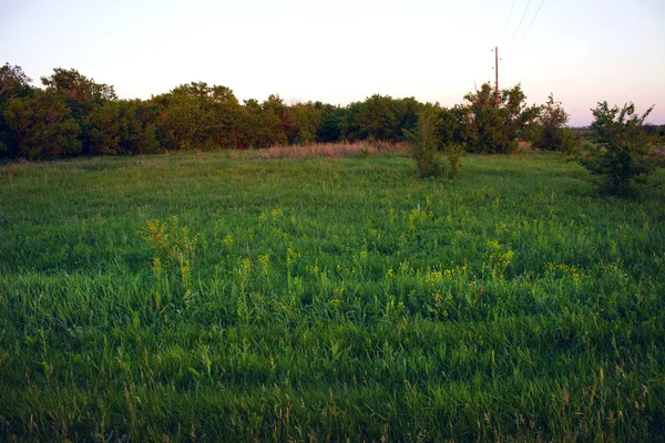 Зеленая лужайка рядом с лесом в летний вечер — стоковое фото