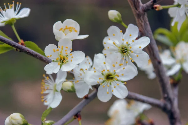 Weiße Kirsche auf dem Zweig kann am Frühlingnachmittag gesehen werden — Stockfoto