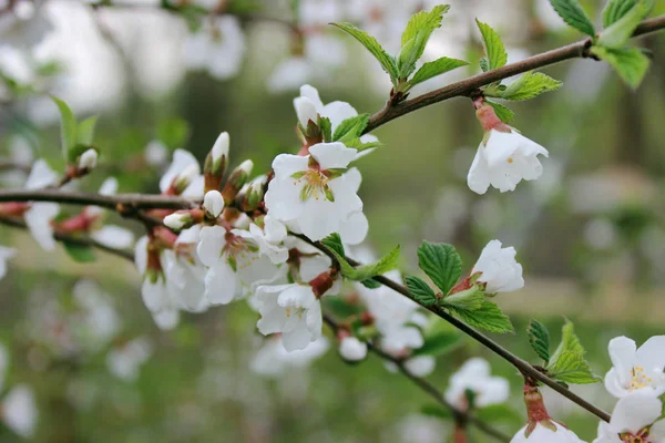 Weiße Kirschblüten hautnah im Frühling im Garten — Stockfoto