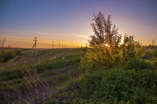 Pôr do sol de verão no campo com arbustos visto o sol através das folhas — Fotografia de Stock