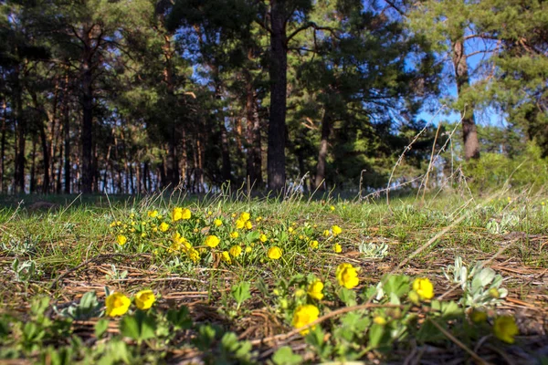 bahar bir çam ormanı içinde sarı campanula'lar