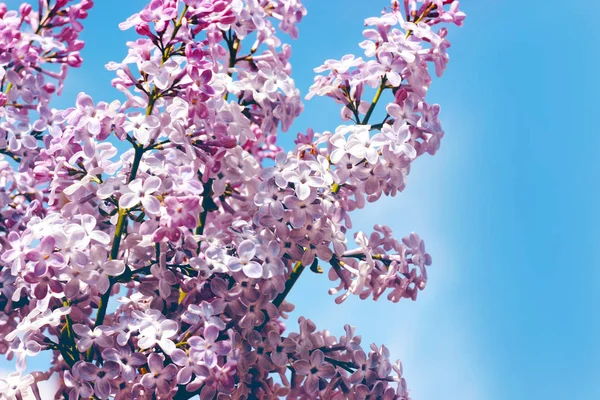 Delicate lilac flowers on a background of blue sky — Stock Photo, Image