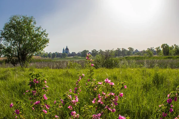 Florescendo rosa selvagem em uma clareira com vista para a igreja, uma manhã de verão — Fotografia de Stock