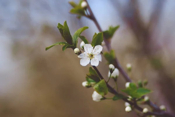 Spring blooming cherry branch in the forest — Stock Photo, Image