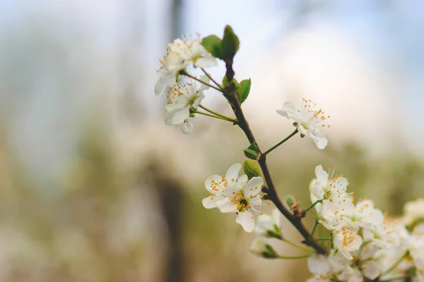 Weiße zarte Blüten der Kirsche auf grünem Zweig — Stockfoto