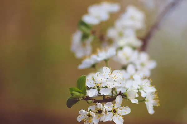 Frühjahrsblühende Kirschbaumzweige im Garten — Stockfoto