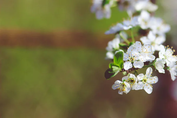 Ramură cu flori de cireșe albe care înfloresc primăvara — Fotografie, imagine de stoc