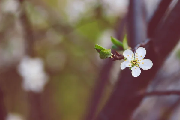 Weiße Kirschblüten auf sanftem Hintergrund im Wald — Stockfoto