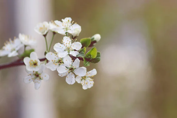 Blossoming branch in the spring outdoors overcast day — Stock Photo, Image