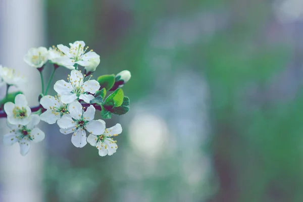 Cherry blossoms in delicate shades of spring — Stock Photo, Image