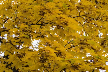 Eski akçaağaç ağaç yıkılışı.