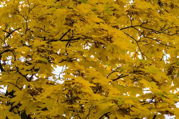 Eski akçaağaç ağaç yıkılışı.