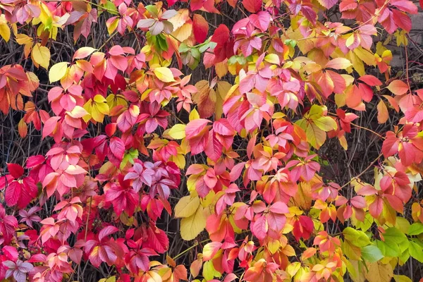 St. Petersburg sonbahar renkleri.