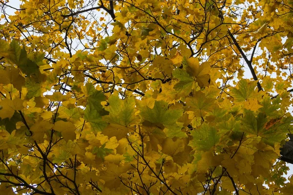 The colors of the St. Petersburg autumn. — Stock Photo, Image