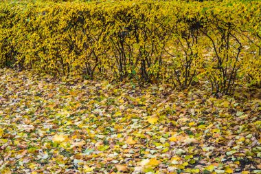 St. Petersburg sonbahar renkleri.