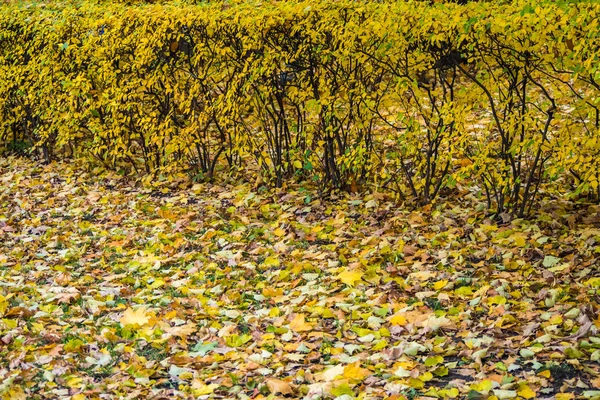 St. Petersburg sonbahar renkleri.