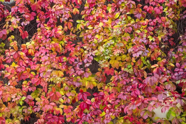 Цвета петербургской осени . — стоковое фото