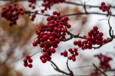  demet kırmızı rowan.