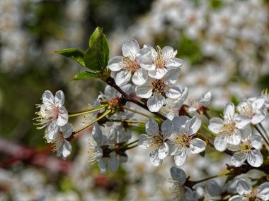 Volgograd 'da Mayıs tatilinden önce taze kiraz çiçekleri.