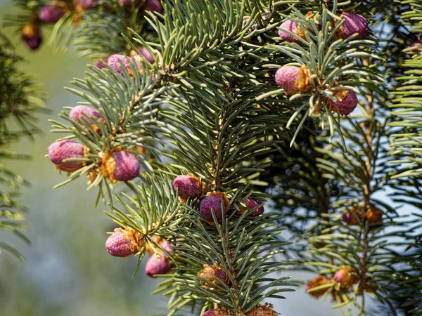 Just Born Small Cones Branches Coniferous Tree — 스톡 사진